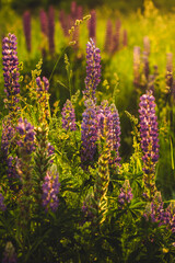 Fototapeta premium Purple lupins. Golden hour, summer. Field or blooming meadow