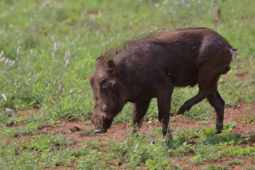 Warzenschwein / Warthog / Phacochoerus africanus