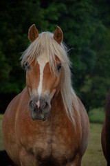 Obraz premium Portrait of a Haflinger Horse in Green Pasture