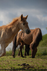 Fototapeta premium Close-Up of Young Foal Galloping on Meadow