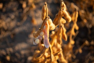 Dried soybean pods are suspended from sturdy plants, capturing the golden glow of the setting sun in a rural agricultural landscape