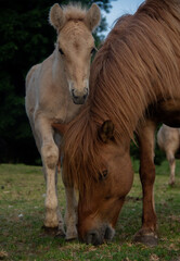 Obraz premium Foal Nursing from Its Mother on the Meadow