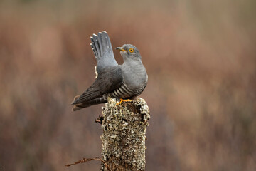 Cuckoo, perched on a lichen covered post, close up, on moorland in Scotland in the spring