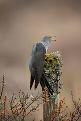 Cuckoo, perched on a lichen covered post, close up, on moorland in Scotland in the spring, calling