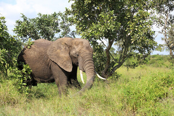 Obraz premium Afrikanischer Elefant / African elephant / Loxodonta africana