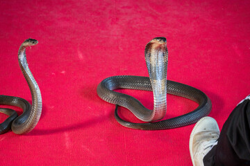 Krabi, thailand - Dec 24 2024: a Cobra show in thailand