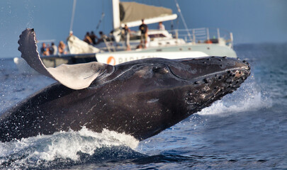 Humpbackwhale suddenly breaching in front of a whale watch boat.