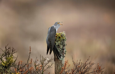 Cuckoo, perched on a lichen covered post, close up, on moorland in Scotland in the spring