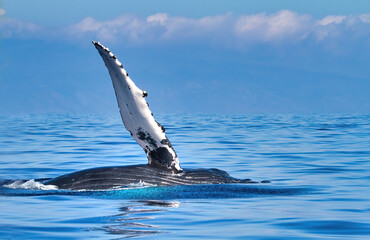 Obraz premium HUmpback whale waving its pectoral fin towards unseen whale watchers.