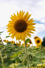 Fototapeta premium Bright yellow sunflower head rising tall among a vibrant field of sunflowers, set against a backdrop of cloudy sky on a warm summer day, radiating natural beauty and tranquility. Agriculture, farming