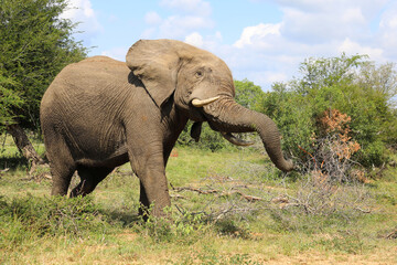 Fototapeta premium Afrikanischer Elefant / African elephant / Loxodonta africana..