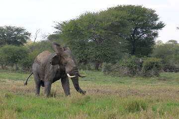 Obraz premium Afrikanischer Elefant im Schlamm / African elephant in the mud / Loxodonta africana