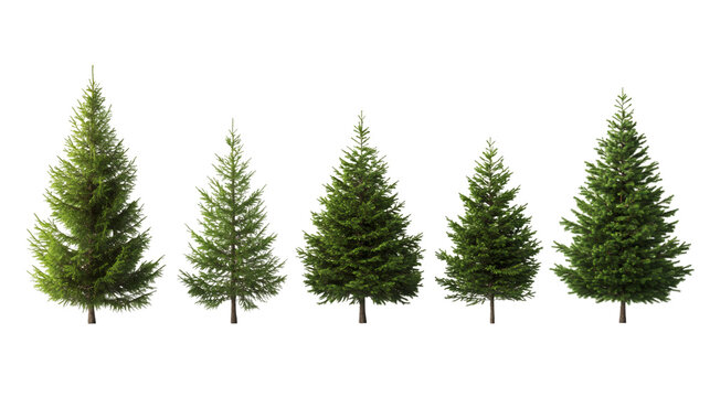 Five fir trees with lush green needles and sturdy trunks, isolated on a transparent background, offering a versatile design element