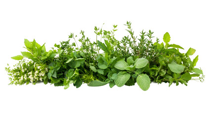Obraz premium Various fresh culinary herbs forming a horizontal border on transparent background, ideal for food and drink related designs