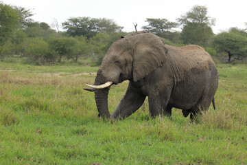 Fototapeta premium Afrikanischer Elefant im Schlamm / African elephant in the mud / Loxodonta africana