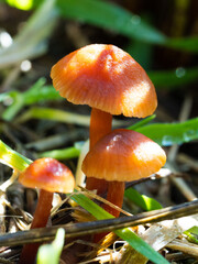 Close-up of a small mushroom trio
