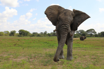 Afrikanischer Elefant / African elephant / Loxodonta africana..