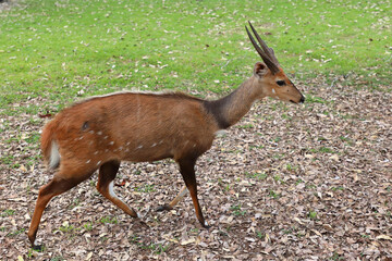 Buschbock / Bushbuck / Tregelaphus scriptus