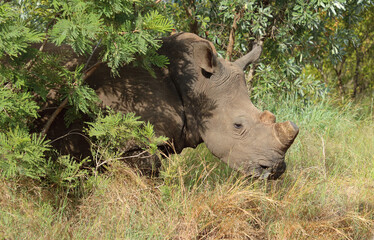 Breitmaulnashorn / Square-lipped rhinoceros / Ceratotherium simum.