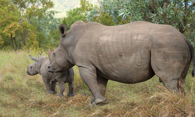 Fototapeta premium Breitmaulnashorn / Square-lipped rhinoceros / Ceratotherium simum..