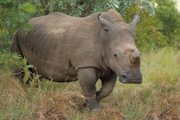 Obraz premium Breitmaulnashorn / Square-lipped rhinoceros / Ceratotherium simum.