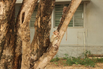 Naklejka premium Monkeys inside a building