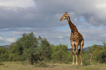 Giraffe / Giraffe / Giraffa camelopardalis