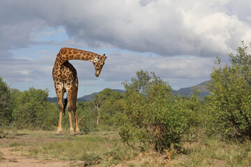 Giraffe / Giraffe / Giraffa camelopardalis