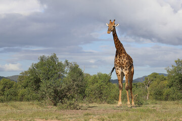 Giraffe / Giraffe / Giraffa camelopardalis