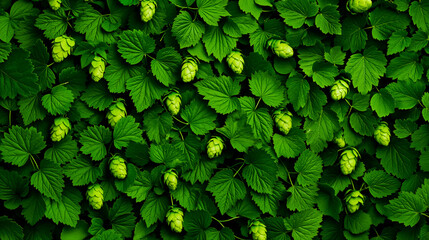 Obraz premium A bunch of green hops growing on a bush of leaves
