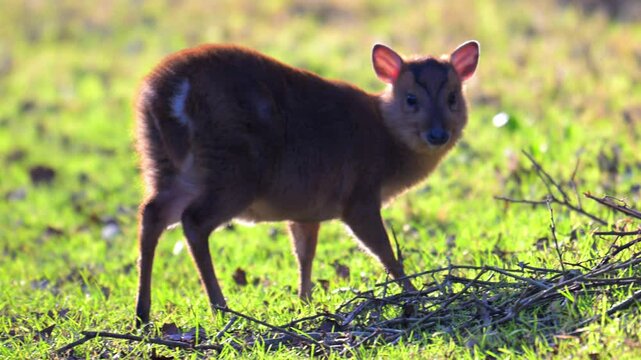 Muntjac deer, in Wicken Fen, in February, 2025.