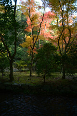 Naklejka premium 上賀茂神社 境内の紅葉 京都市北区