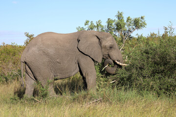 Obraz premium Afrikanischer Elefant / African elephant / Loxodonta africana