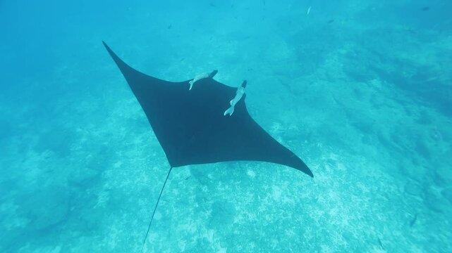 Giant Manta Ray at La Reina, Baja California Sur: An Oceanic Encounter
