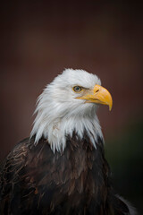 Obraz premium Bald eagle close-up
