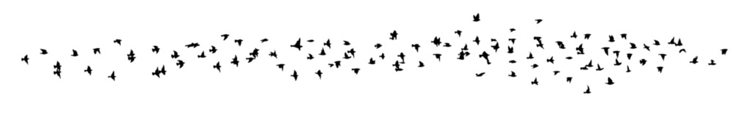 Flying birds silhouette flock. hand drawing. Not AI. Vector illustration.