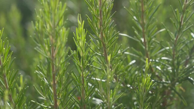 rosemary in a Mediterranean garden on a sunny day