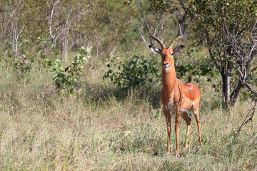 Schwarzfersenantilope / Impala / Aepyceros melampus