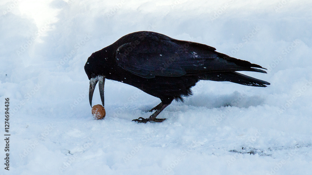 Wall mural crow on the ground