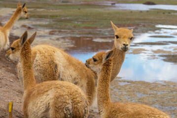 Vicuna