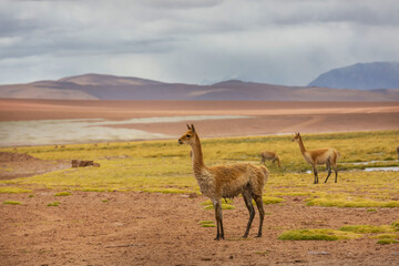 Vicuna