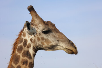 Giraffe / Giraffe / Giraffa camelopardalis