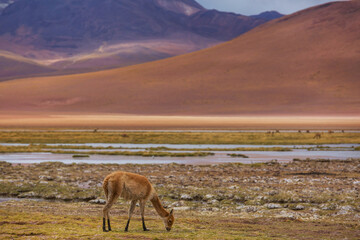 Vicuna