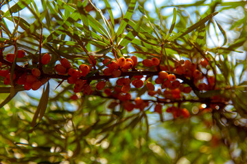 sea buckthorn branches