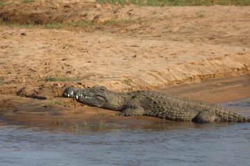 Nilkrokodil / Nile crocodile / Crocodylus niloticus