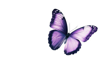 A delicate purple butterfly gracefully resting against a pristine white background in soft light isolated on transparent background