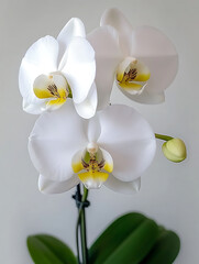 Close-up of a pristine white orchid with yellow accents showcasing its delicate petals and graceful form against a soft background.