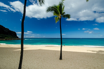 tropical beach with palm tree