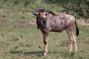 Streifengnu / Blue wildebeest / Connochaetes taurinus