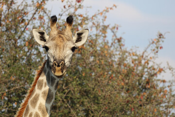 Giraffe / Giraffe / Giraffa camelopardalis